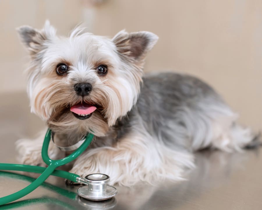 Dog after veterinary diagnostic lab test
