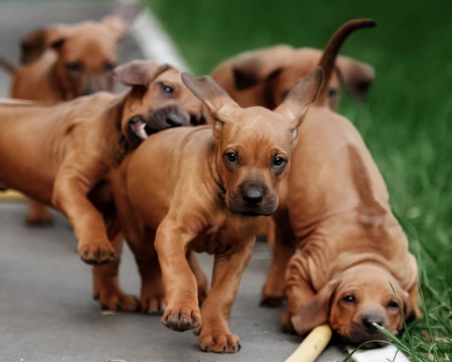 Puppies health care, Clearlake